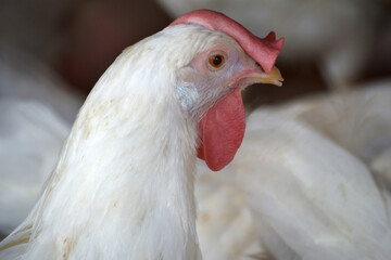 Closeup portrait of White hen at poultry farm, Layer farm, Group of healthy white chicken in poultry farm closeup, hen face closeup in farm, poultry, layer hens for eggs, poultry and livestock Chicken