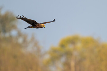 Rohrweihe im Flug