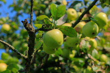 Apples on branches of apple trees on a sunny day.