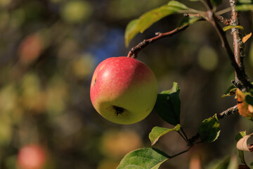 Apples on branches of apple trees on a sunny day.