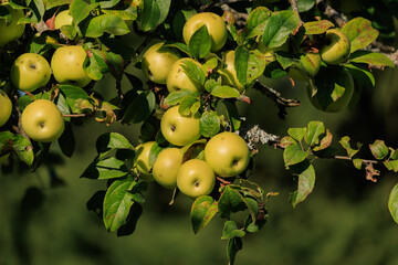 Apples on branches of apple trees on a sunny day.