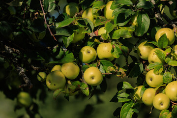 Apples on branches of apple trees on a sunny day.