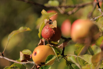 Apples on branches of apple trees on a sunny day.