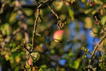Apples on branches of apple trees on a sunny day.