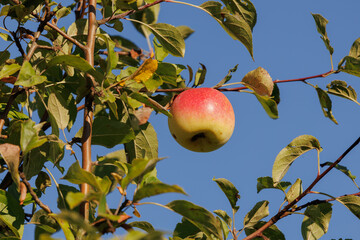 Apples on branches of apple trees on a sunny day.