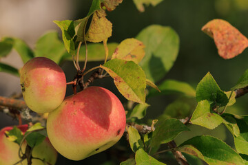 Apples on branches of apple trees on a sunny day.