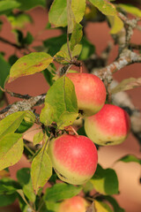 Apples on branches of apple trees on a sunny day.