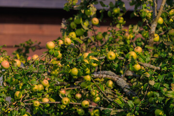 Apples on branches of apple trees on a sunny day.