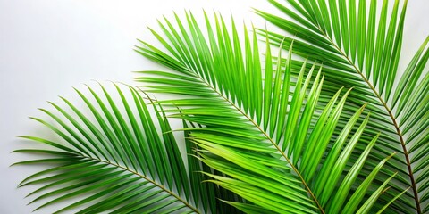 Palm Leaf Pattern on White Background, Palm Tree, Tropical, Tropical Background