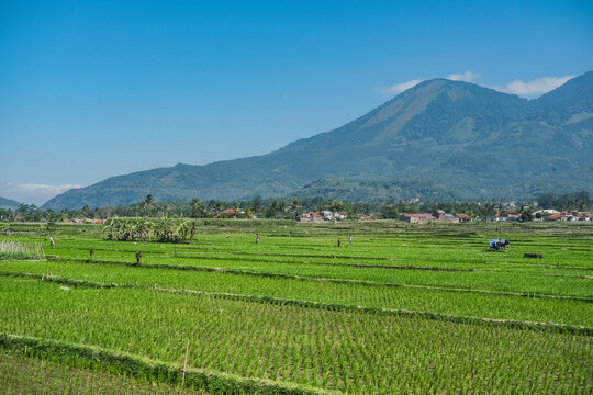 A stunning view of lush green rice fields with a majestic mountain in the background, captured during a train journey through West Java, Indonesia, under a bright blue sky