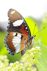 Insects behind school