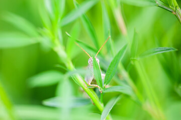 Insects behind school