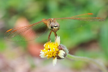 Insects behind school