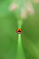 insect