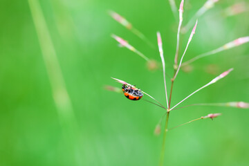 Insects behind school