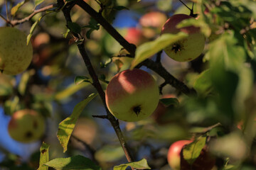 Apples on branches of apple trees on a sunny day.