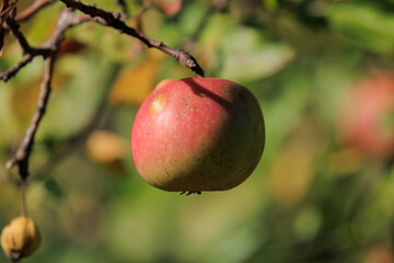 Apples on branches of apple trees on a sunny day.