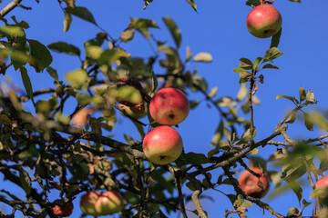 Apples on branches of apple trees on a sunny day.