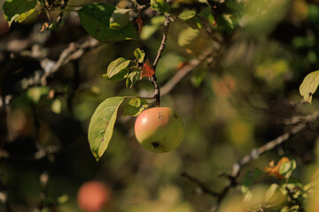 Apples on branches of apple trees on a sunny day.