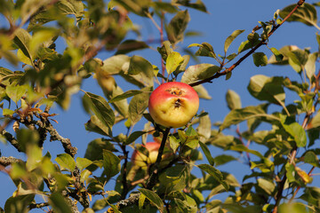 Apples on branches of apple trees on a sunny day.