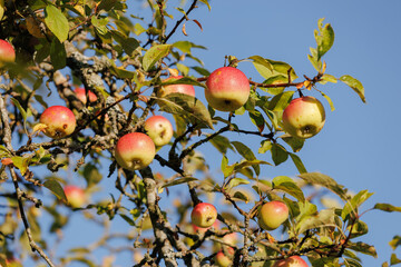 Apples on branches of apple trees on a sunny day.