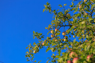 Apples on branches of apple trees on a sunny day.