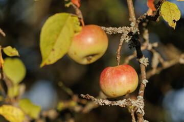 Apples on branches of apple trees on a sunny day.
