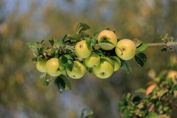 Apples on branches of apple trees on a sunny day.