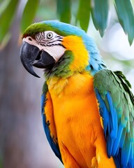 Naklejka premium Blue and yellow macaw