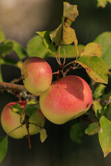 Apples on branches of apple trees on a sunny day.