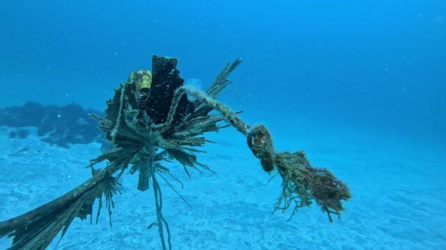 Black Giant frogfish in Izu