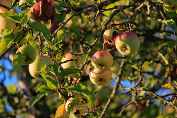 Apples on branches of apple trees on a sunny day.
