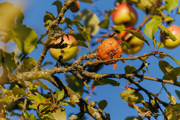 Rotten spoiled apples on branches of apple trees on a sunny day.