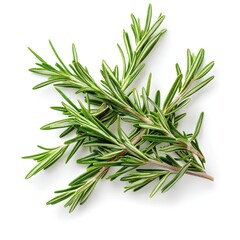 Fototapeta premium Fresh rosemary isolated on white background 