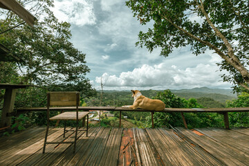 A Dog sitting with view point