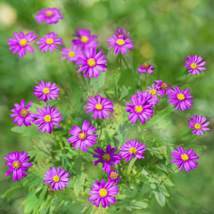 pink flowers on green background and butterfly