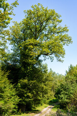 Fototapeta premium Le chêne de la Genevoivre, Belrupt, forêt de Darney-La Vôge labellisée Forêt d’exception, Vosges