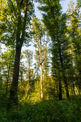 Obraz premium Bois de Bonneval, Forêt de Relanges, au cœur de la forêt de Darney, Vosges
