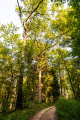 Bois de Bonneval, Forêt de Relanges, au cœur de la forêt de Darney, Vosges