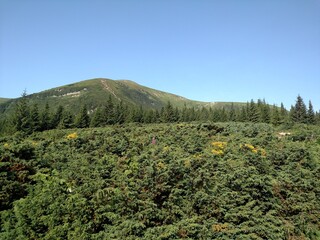 Junipers plants of Christmas trees growing on a mountain look at an angle horizontal