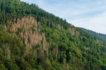 Crise des scolytes, la santé des forets sur une mauvaise pente, Vosges, Grand Est, France