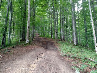 Fototapeta premium Beech forest road footpath horizontal color photo image