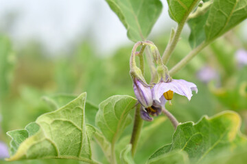 brinjal flower bloom on plant, A close up of purple Brinjal flowers in the garden with green leaves closeup, Beautiful brinjal flower.Purple color flower. Eggplant flower close up with leaves
