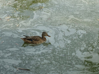Duck swimming in dirty polluted water in public park
