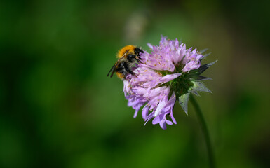 Bee on flower