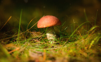 mushroom in the forest