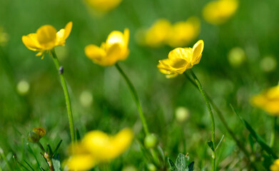 Fototapeta premium yellow flowers