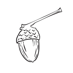 Vector drawing of oak acorns. Autumn elements. Hand drawn detailed botanical illustration. Vintage fall seasonal decor. Great for label, sign, badge, seasonal decor