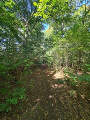 Obraz premium nature path at the Plänterwald Forest in Berlin Treptow