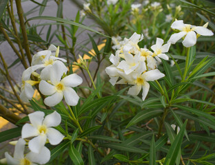 Nerium oleander in bloom, White siplicity bunch of flowers and green leaves on branches, Nerium...